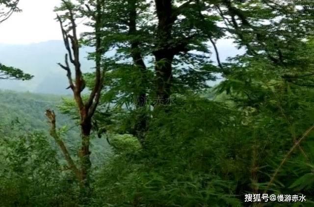 超级马里奥奥德赛